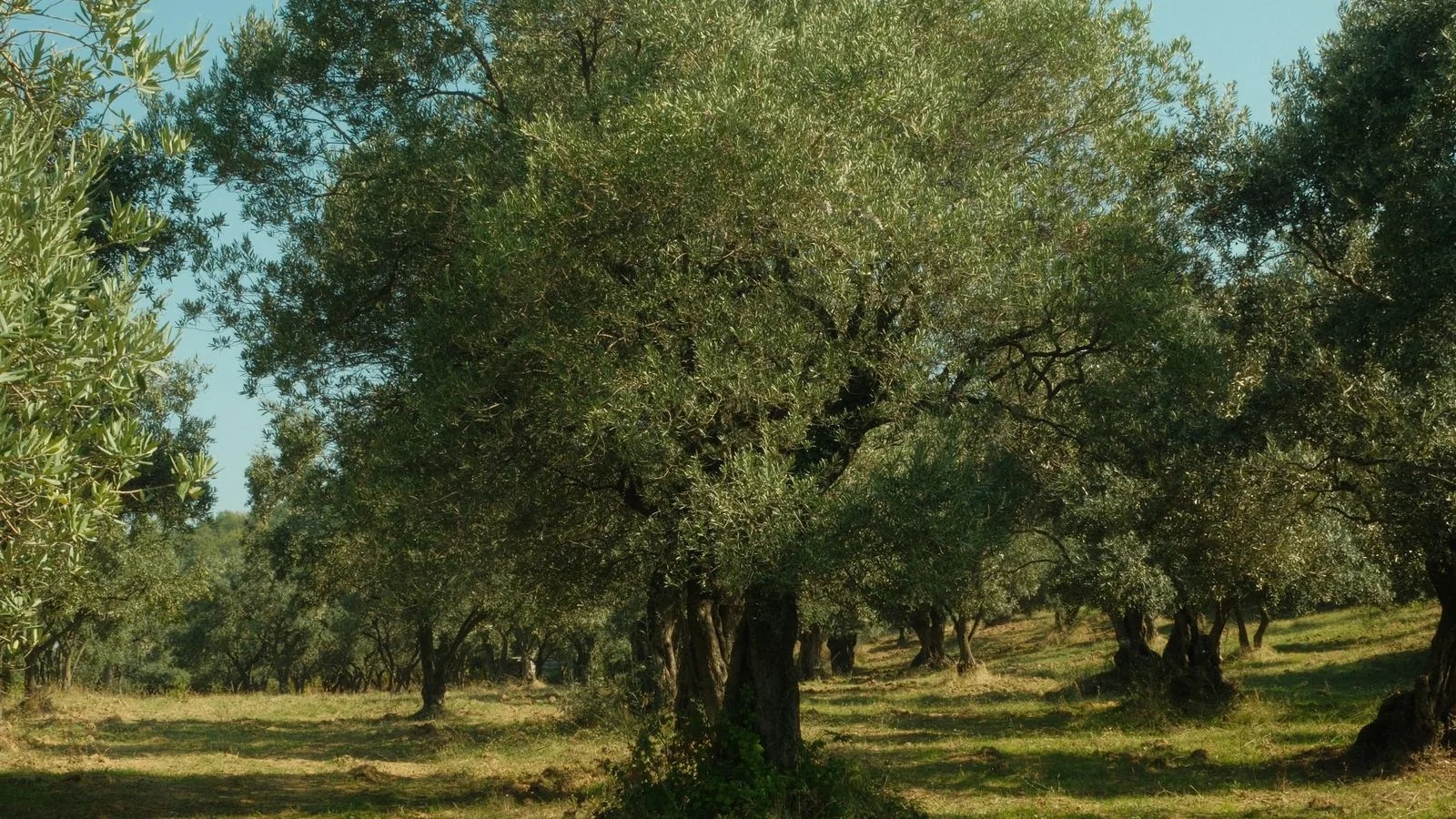 Ελαιώνας – πρόστιμα δήλωσης συγκομιδής ελιάς